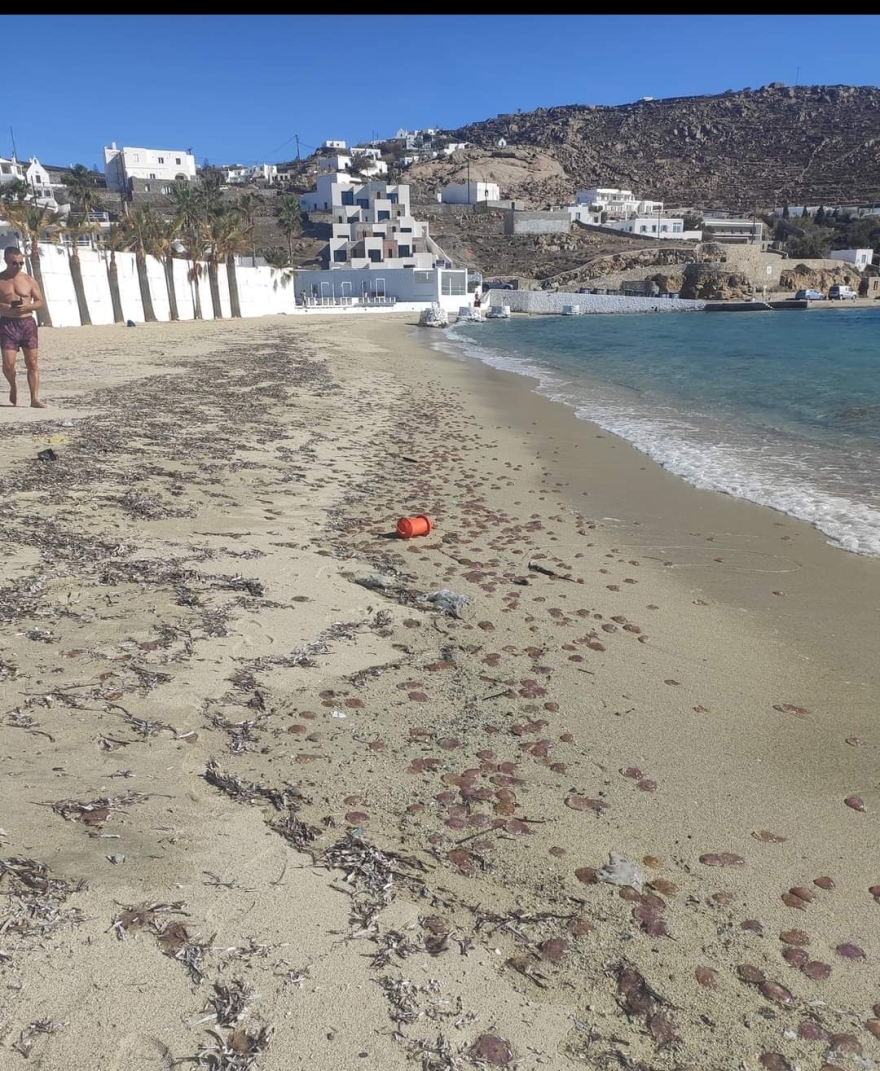 Μύκονος: Χιλιάδες τσούχτρες γέμισαν τις παραλίες – Δείτε φωτογραφίες