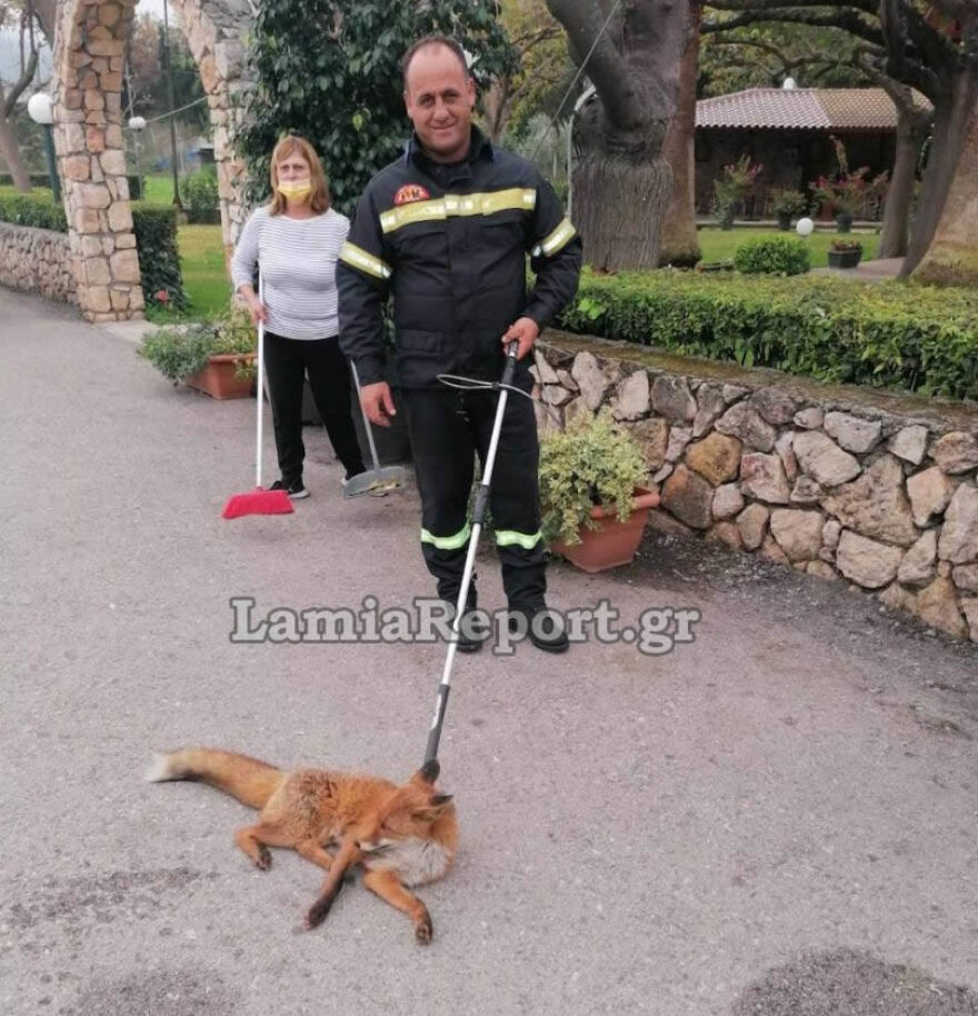 Φθιώτιδα: Περιπέτεια για αλεπού που ταξίδευε με το ΚΤΕΛ 