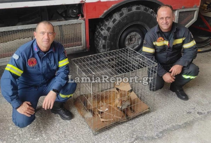 Φθιώτιδα: Περιπέτεια για αλεπού που ταξίδευε με το ΚΤΕΛ 