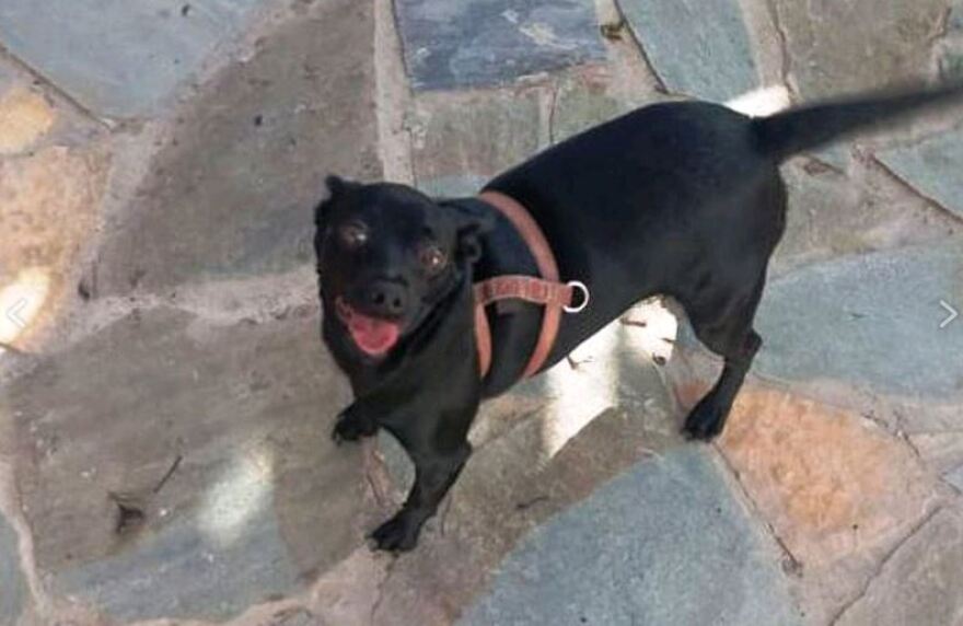 Χανιά: Σκυλίτσα βρέθηκε στην αγκαλιά της νεκρής ιδιοκτήτριάς της, τώρα ψάχνει σπίτι