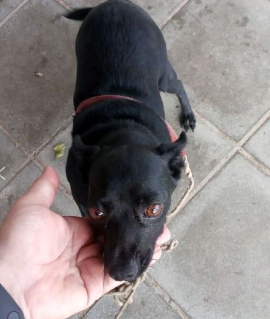 Χανιά: Σκυλίτσα βρέθηκε στην αγκαλιά της νεκρής ιδιοκτήτριάς της, τώρα ψάχνει σπίτι