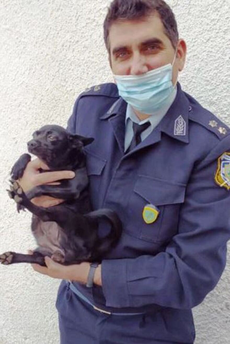 Χανιά: Σκυλίτσα βρέθηκε στην αγκαλιά της νεκρής ιδιοκτήτριάς της, τώρα ψάχνει σπίτι