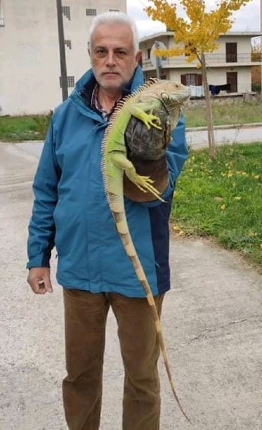 Μεγάλο ιγκουάνα βρέθηκε δίπλα σε κάδο απορριμμάτων στη Λάρισα