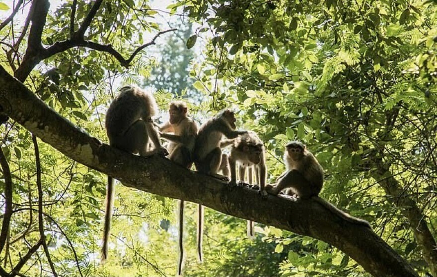 Χένρι Λέιτον Τζόουνς: Ο γιατρός που έψαχνε το ελιξήριο της νεότητας στα γεννητικά όργανα πιθήκων 