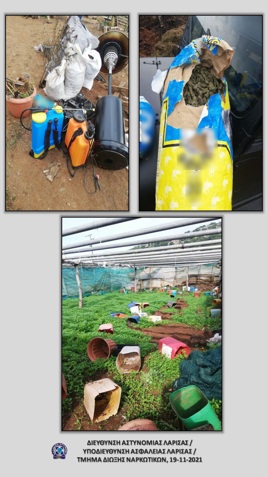 Λάρισα: Πόζαραν πλάι σε... χασισοφυτεία και ξετρύπωσαν «επιχείρηση» παραγωγής κάνναβης
