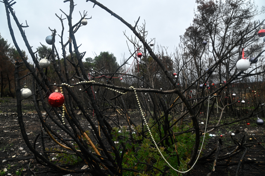 Φωτιά στη Βαρυμπόμπη: Τα καμένα δέντρα στόλισαν οι κάτοικοι της περιοχής - Δείτε φωτογραφίες