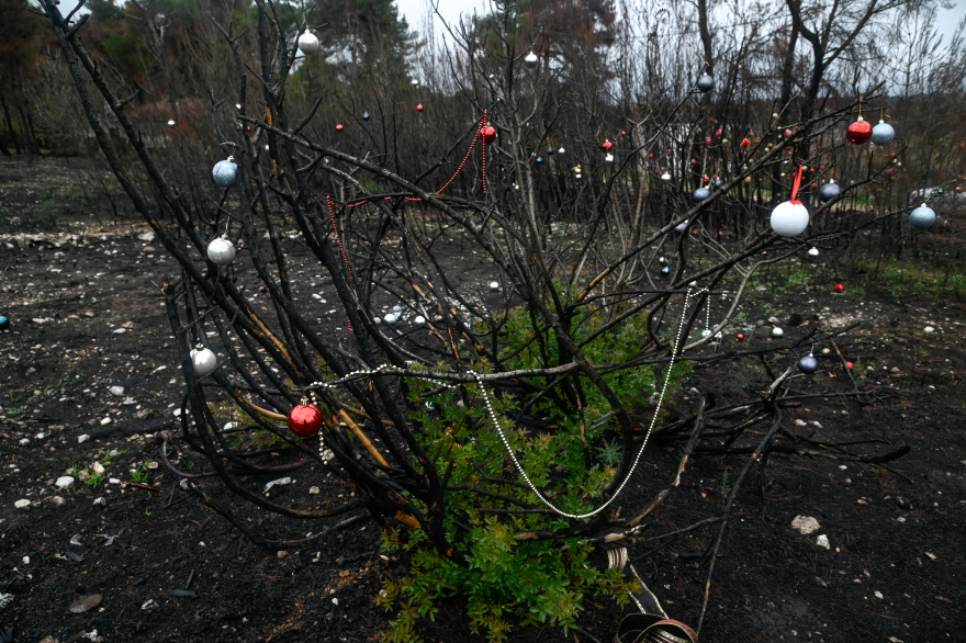 Φωτιά στη Βαρυμπόμπη: Τα καμένα δέντρα στόλισαν οι κάτοικοι της περιοχής - Δείτε φωτογραφίες
