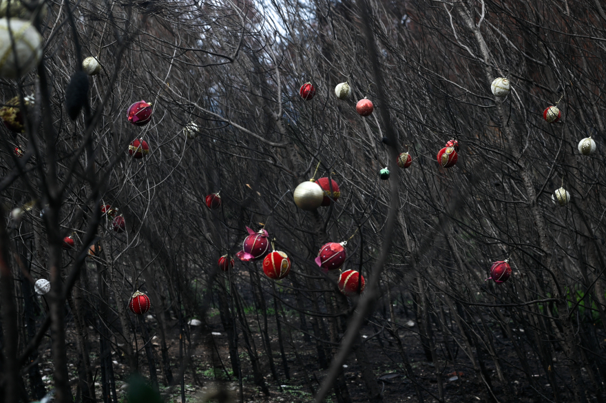 Φωτιά στη Βαρυμπόμπη: Τα καμένα δέντρα στόλισαν οι κάτοικοι της περιοχής - Δείτε φωτογραφίες