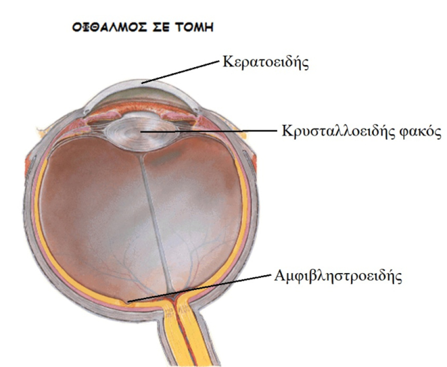 Κερατόκωνος: Επιπτώσεις και τρόποι αντιμετώπισης