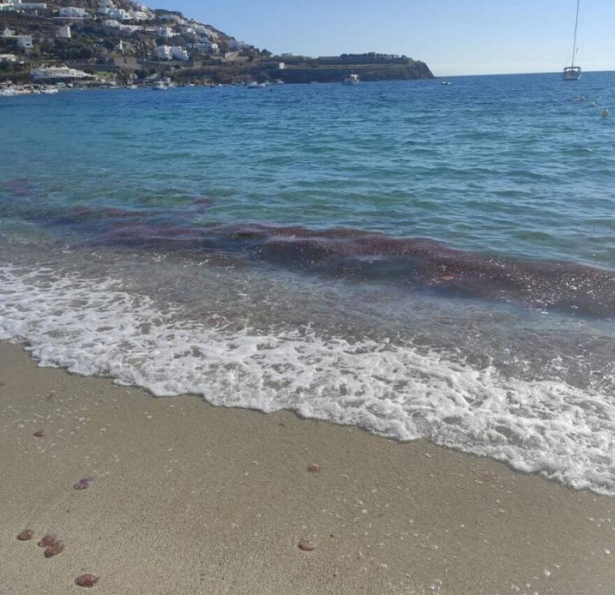 Οι μωβ μέδουσες «απειλούν» τα νησιά των Κυκλάδων - Τι πρέπει να προσέχουμε