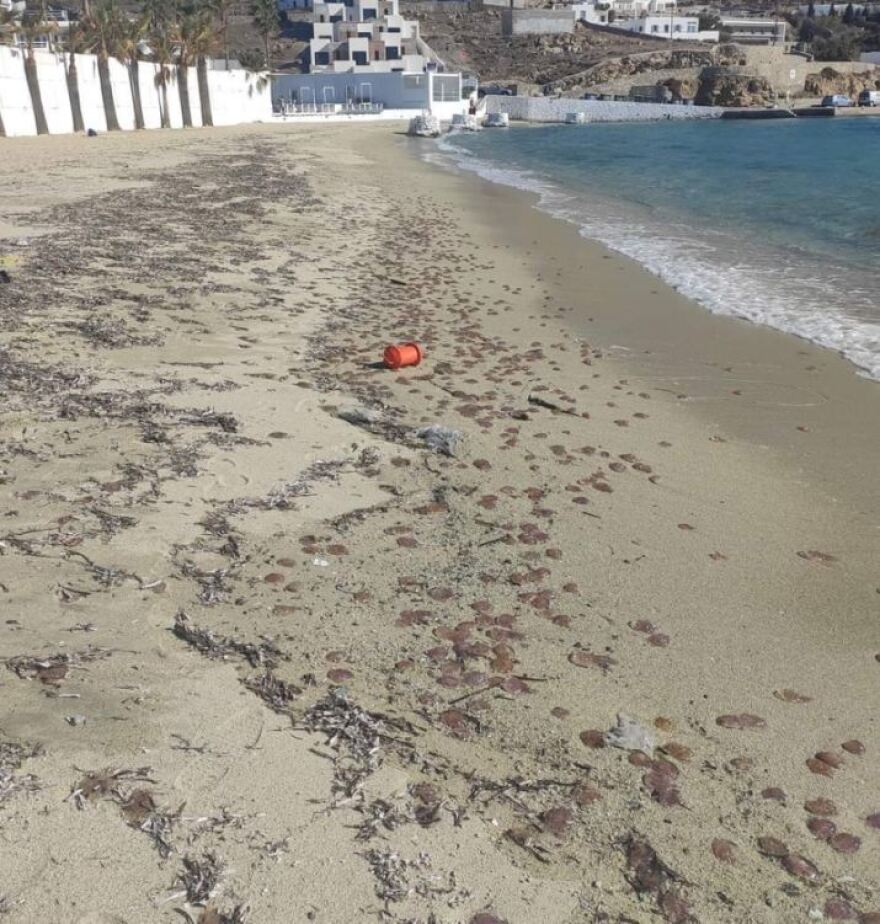 Οι μωβ μέδουσες «απειλούν» τα νησιά των Κυκλάδων - Τι πρέπει να προσέχουμε