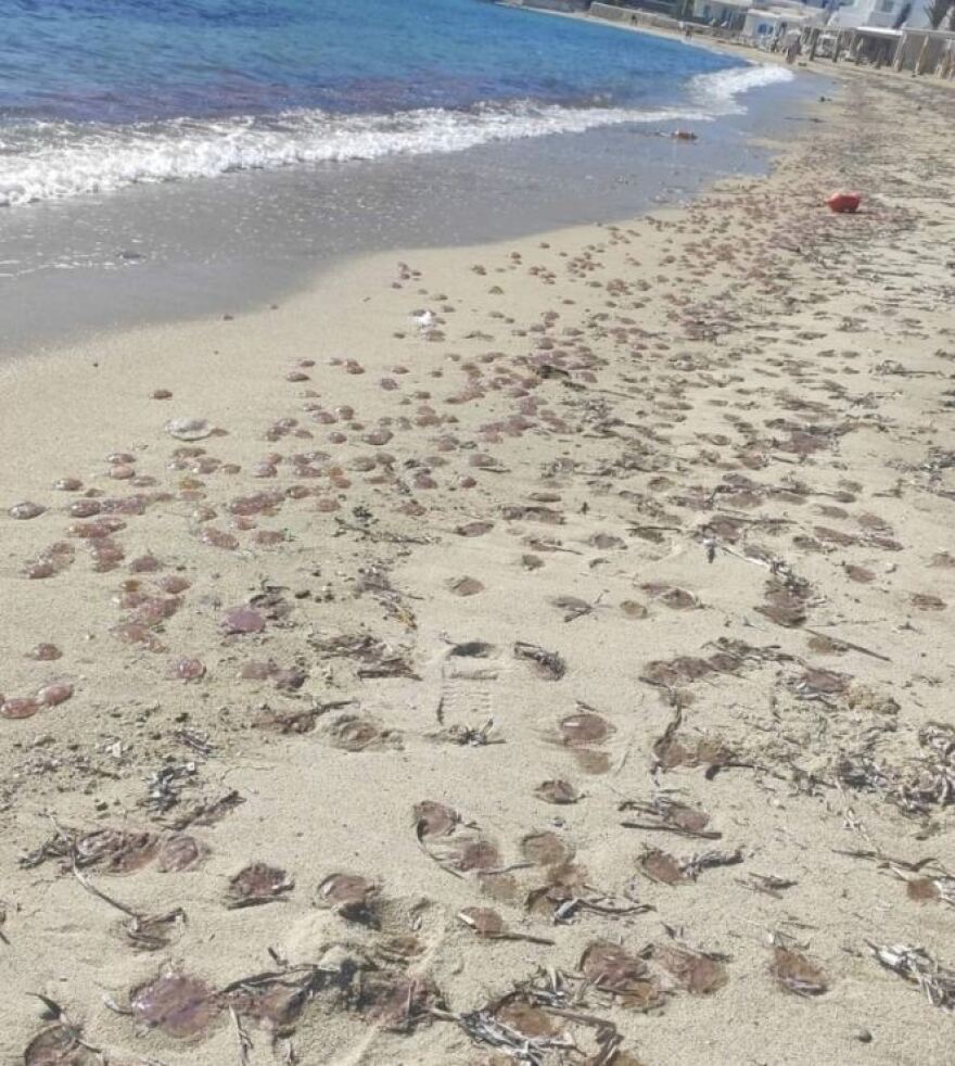 Οι μωβ μέδουσες «απειλούν» τα νησιά των Κυκλάδων - Τι πρέπει να προσέχουμε