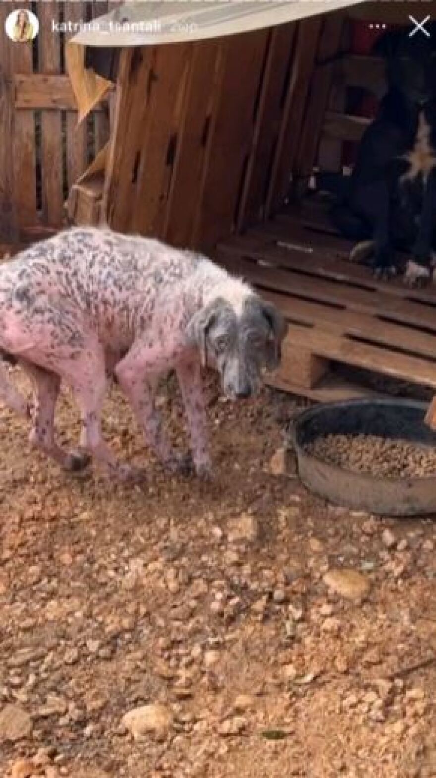 Εικόνες γροθιά στο στομάχι από «καταφύγιο» - κολαστήριο ζώων στη Φιλιππιάδα Πρεβέζης