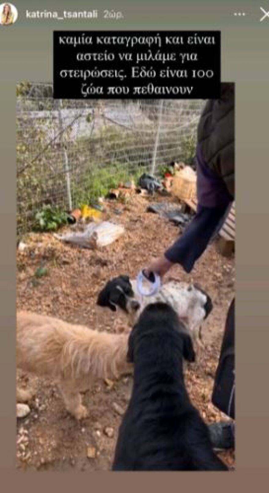 Εικόνες γροθιά στο στομάχι από «καταφύγιο» - κολαστήριο ζώων στη Φιλιππιάδα Πρεβέζης