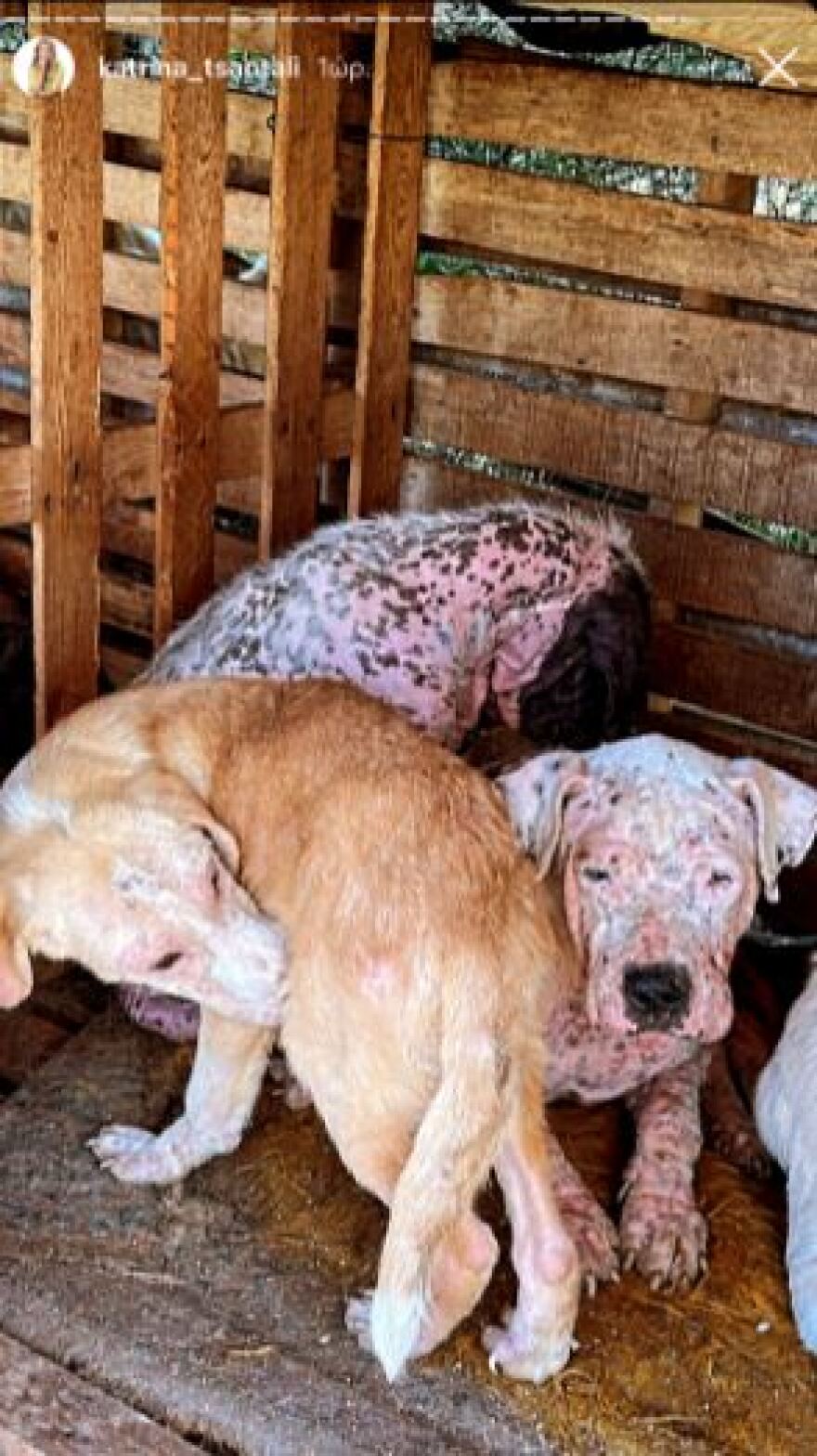 Εικόνες γροθιά στο στομάχι από «καταφύγιο» - κολαστήριο ζώων στη Φιλιππιάδα Πρεβέζης