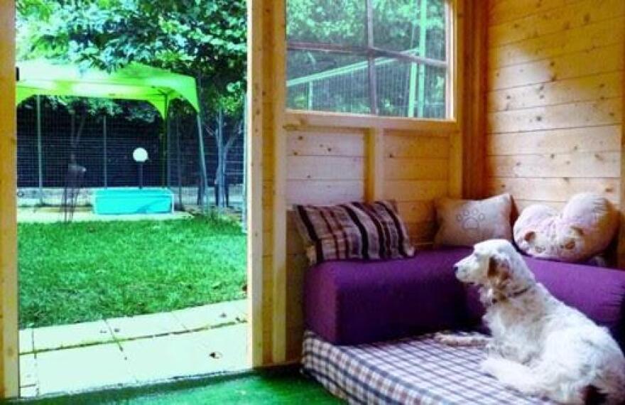 Ποιό είναι το κατάλληλο ξενοδοχείο για τον σκύλο μου;