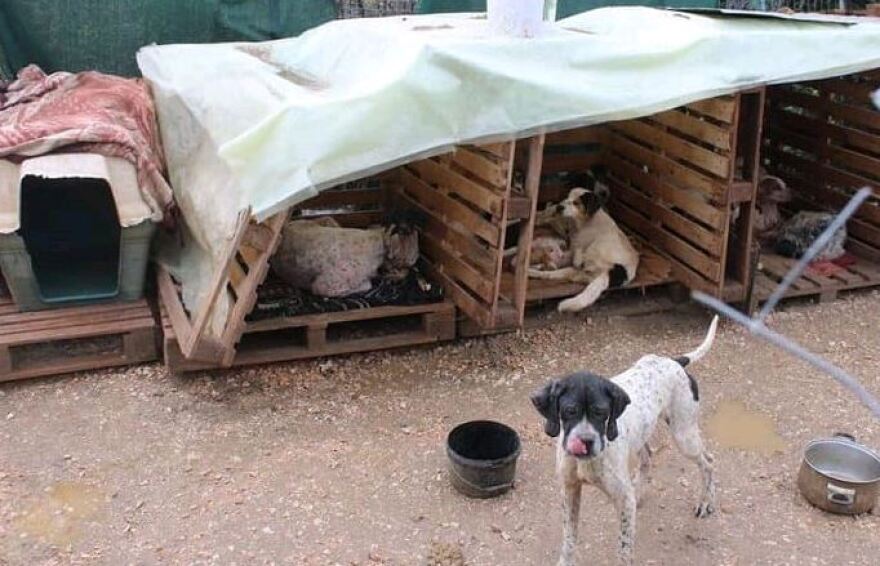 Εικόνες γροθιά στο στομάχι από «καταφύγιο» - κολαστήριο ζώων στη Φιλιππιάδα Πρεβέζης