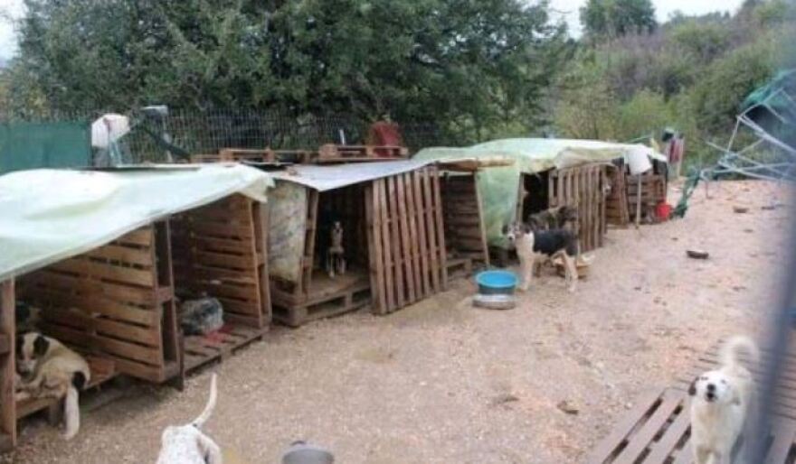 Εικόνες γροθιά στο στομάχι από «καταφύγιο» - κολαστήριο ζώων στη Φιλιππιάδα Πρεβέζης