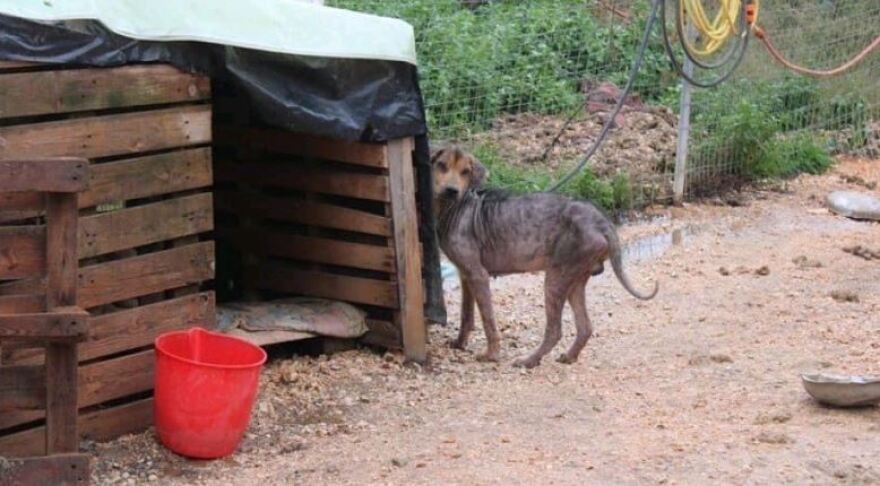 Εικόνες γροθιά στο στομάχι από «καταφύγιο» - κολαστήριο ζώων στη Φιλιππιάδα Πρεβέζης