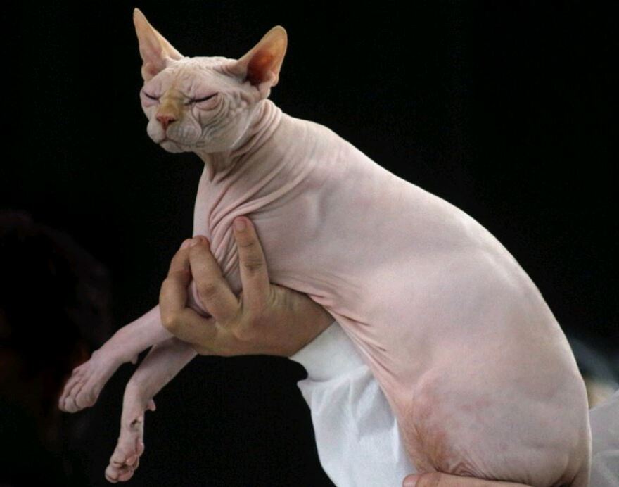 Επιβάτιδα της Delta θήλαζε τη γάτα της εν πτήσει!