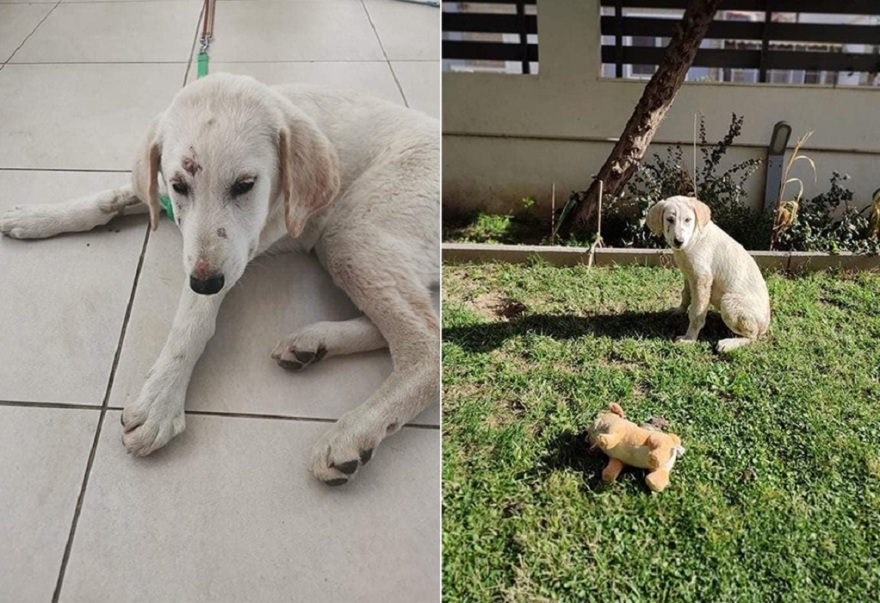 Τάνια Τρύπη: Υιοθέτησε κουτάβι που κακοποιήθηκε στην Αλεξανδρούπολη