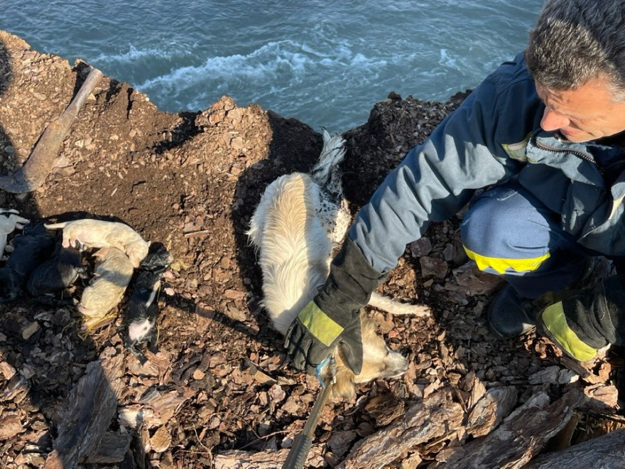 Φθιώτιδα: Πέταξαν κουταβάκια με τη μητέρα τους στο ποτάμι για να πνιγούν 