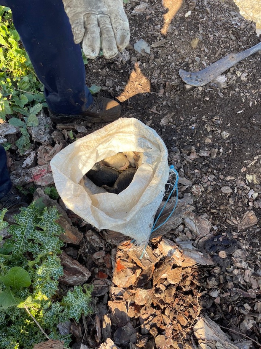 Φθιώτιδα: Πέταξαν κουταβάκια με τη μητέρα τους στο ποτάμι για να πνιγούν 