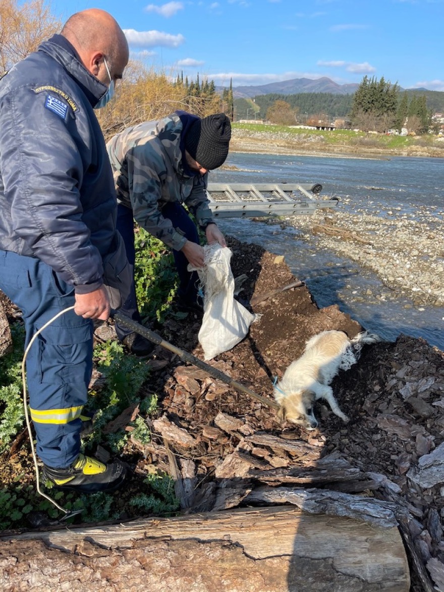 Φθιώτιδα: Πέταξαν κουταβάκια με τη μητέρα τους στο ποτάμι για να πνιγούν 