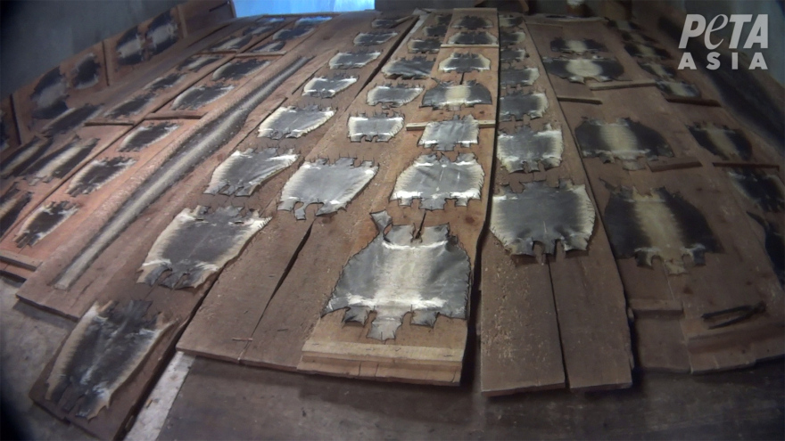 «Louis Vuitton και Gucci γδέρνουν και αποκεφαλίζουν ζωντανά ερπετά» καταγγέλλει φιλοζωική οργάνωση 