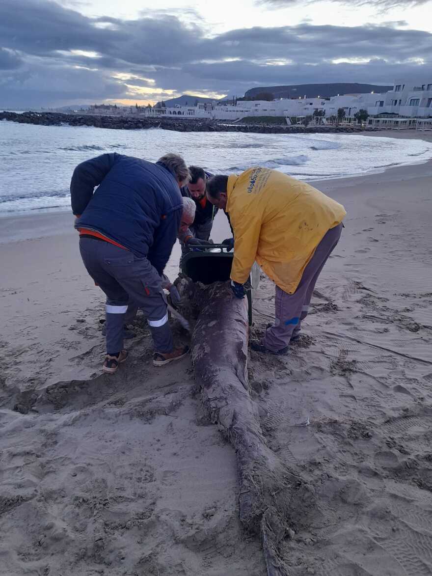 Καρχαρία 150 κιλών ξέβρασε η θάλασσα σε παραλία της Κρήτης