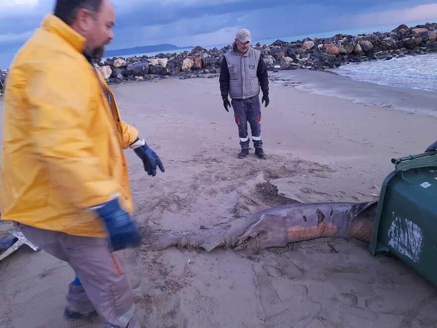 Καρχαρία 150 κιλών ξέβρασε η θάλασσα σε παραλία της Κρήτης