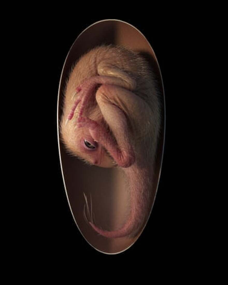 Επιστήμονες ανακάλυψαν τέλεια διατηρημένο έμβρυο δεινοσαύρου που ετοιμαζόταν να εκκολαφθεί σαν πουλί - Δείτε εικόνες