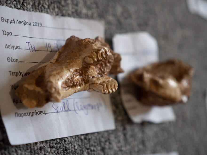 Μυτιλήνη: Στο φως απολιθωμένα οστά ζώων που έζησαν στη Λέσβο πριν από 2 εκατ. χρόνια