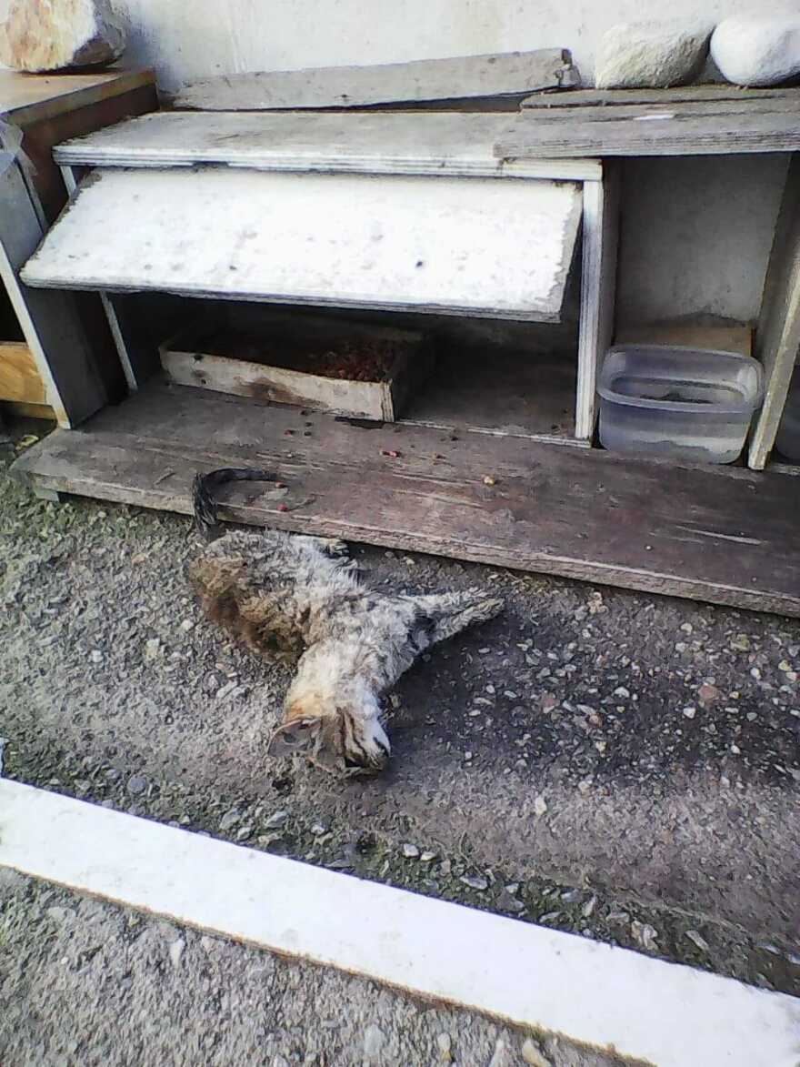 Κτηνωδία στη Σύρο: Δηλητηρίασαν 22 γάτες με φόλες