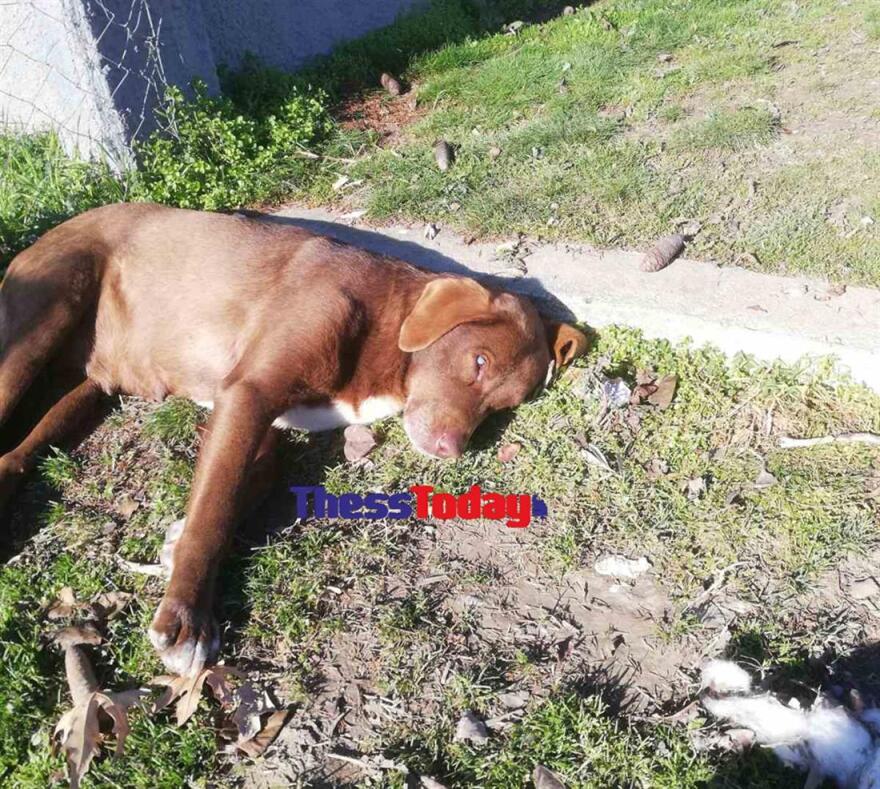 Νάουσα: Κτηνωδία, σκότωσαν με φόλα την τυφλή αδέσποτη σκυλίτσα