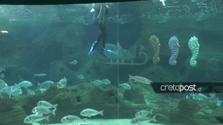 Εντυπωσιακές εικόνες από τον Αγιασμό των υδάτων στο Ενυδρείο Κρήτης