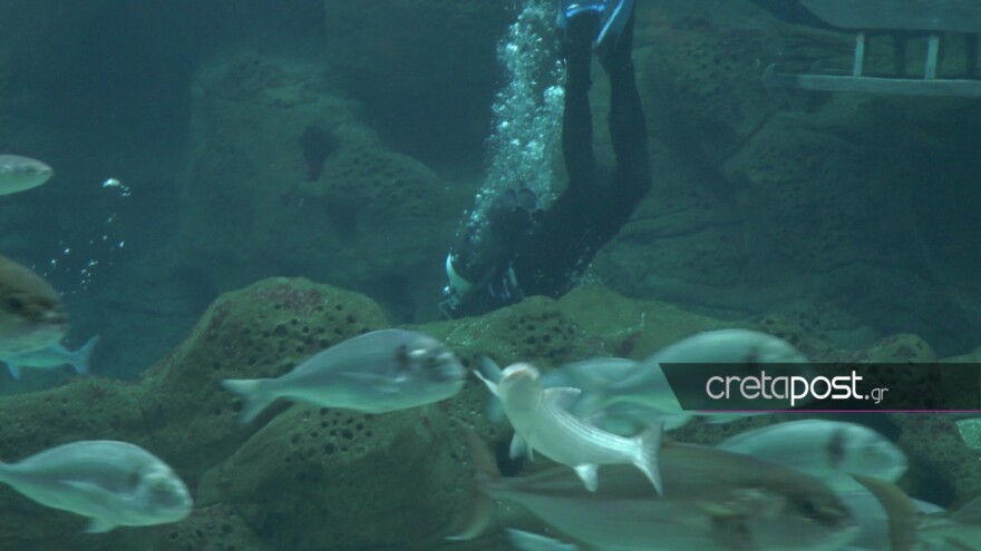 Εντυπωσιακές εικόνες από τον Αγιασμό των υδάτων στο Ενυδρείο Κρήτης