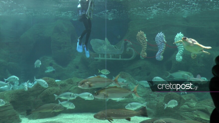Εντυπωσιακές εικόνες από τον Αγιασμό των υδάτων στο Ενυδρείο Κρήτης