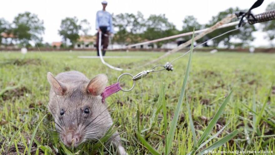 Καμπότζη: Πέθανε ο αρουραίος-ήρωας, που εντόπιζε νάρκες και έσωζε ανθρώπινες ζωές