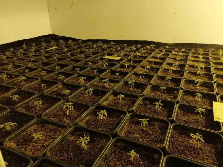 Φυτώριο με 440 δενδρύλλια κάνναβης εντοπίστηκε στη Νέα Χαλκηδόνα - Συνελήφθη 38χρονος