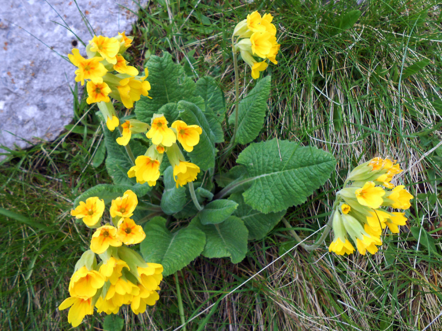 Άνθρακες ο θησαυρός; Η επίσκεψη Ερντογάν στην Αλβανία 