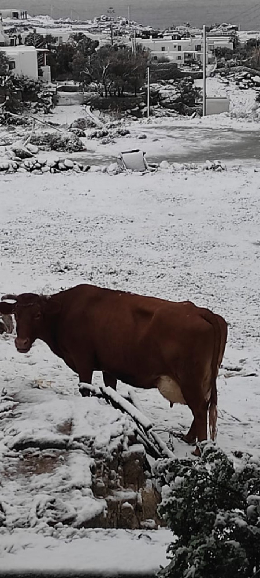 Καιρός: Στα «λευκά» η Εύβοια και νησιά των Κυκλάδων, χιόνισε και στα βόρεια προάστια της Αθήνας - Πώς θα εξελιχθεί η «Ελπίς»