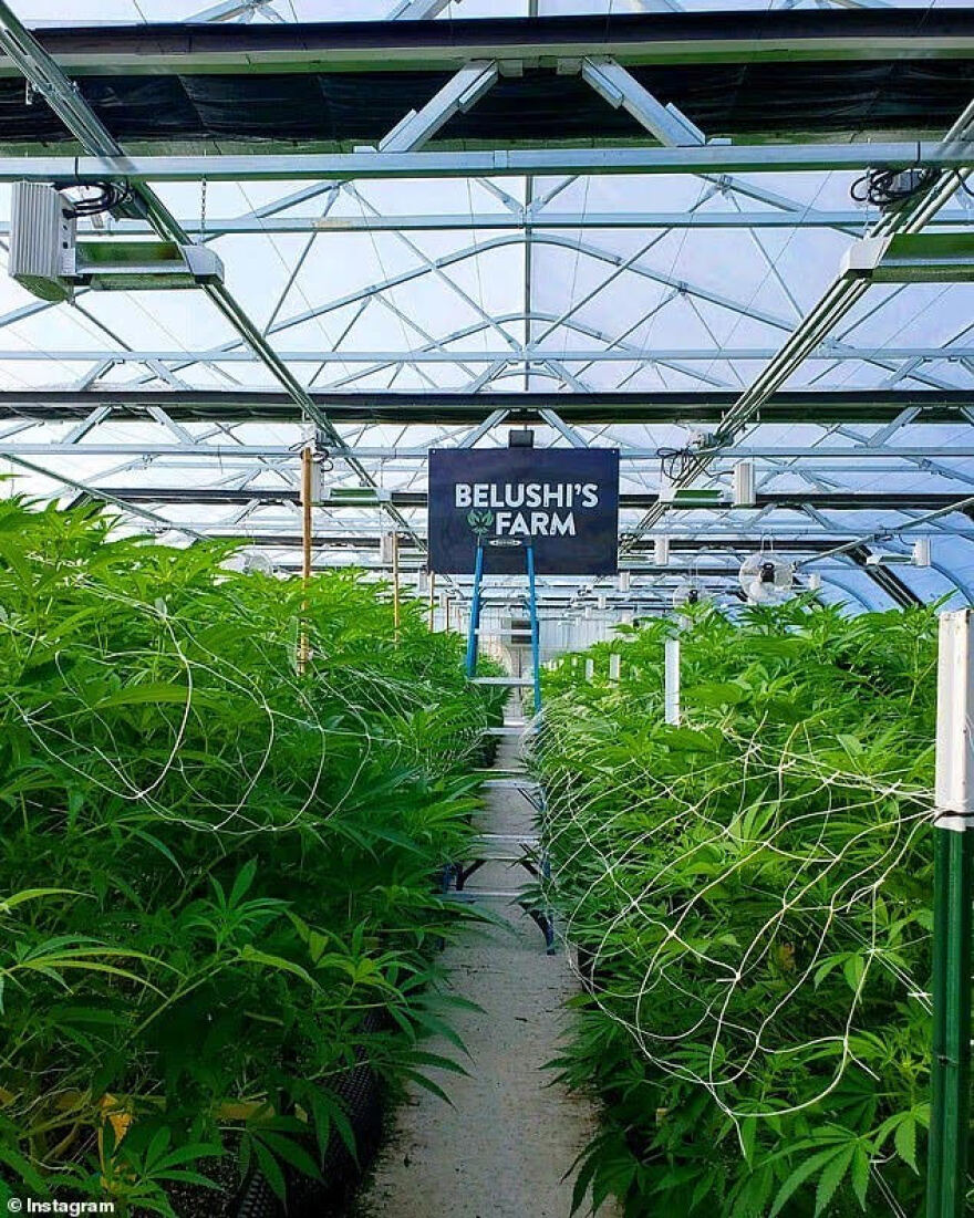 Τζιμ Μπελούσι: Από τα πλατό του Χόλιγουντ, στην «κοιλάδα της κάνναβης»