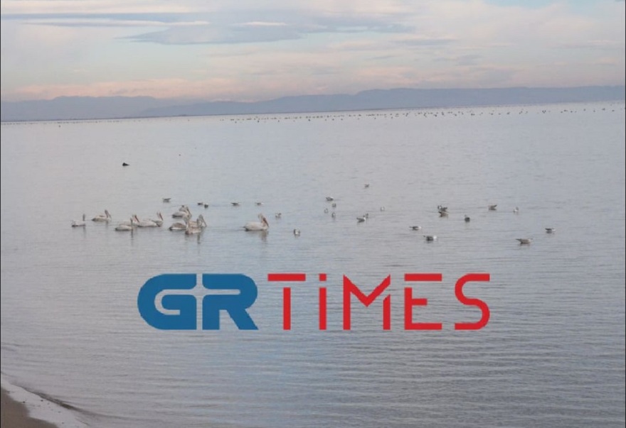 Πιερία: Φλαμίνγκο και πελεκάνοι «σουλατσάρουν» στην παραλία του Μακρύγιαλου (βίντεο και φωτογραφίες)