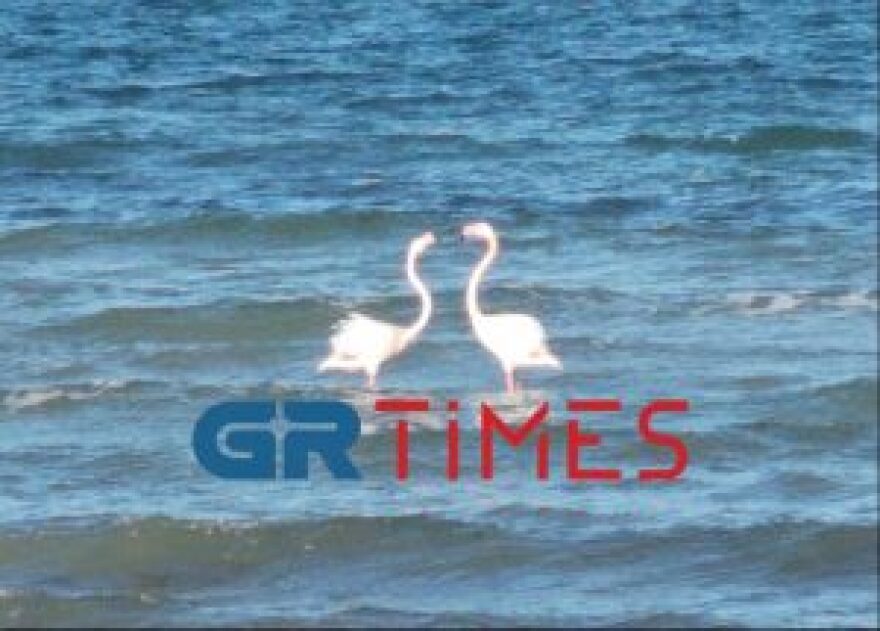 Πιερία: Φλαμίνγκο και πελεκάνοι «σουλατσάρουν» στην παραλία του Μακρύγιαλου (βίντεο και φωτογραφίες)