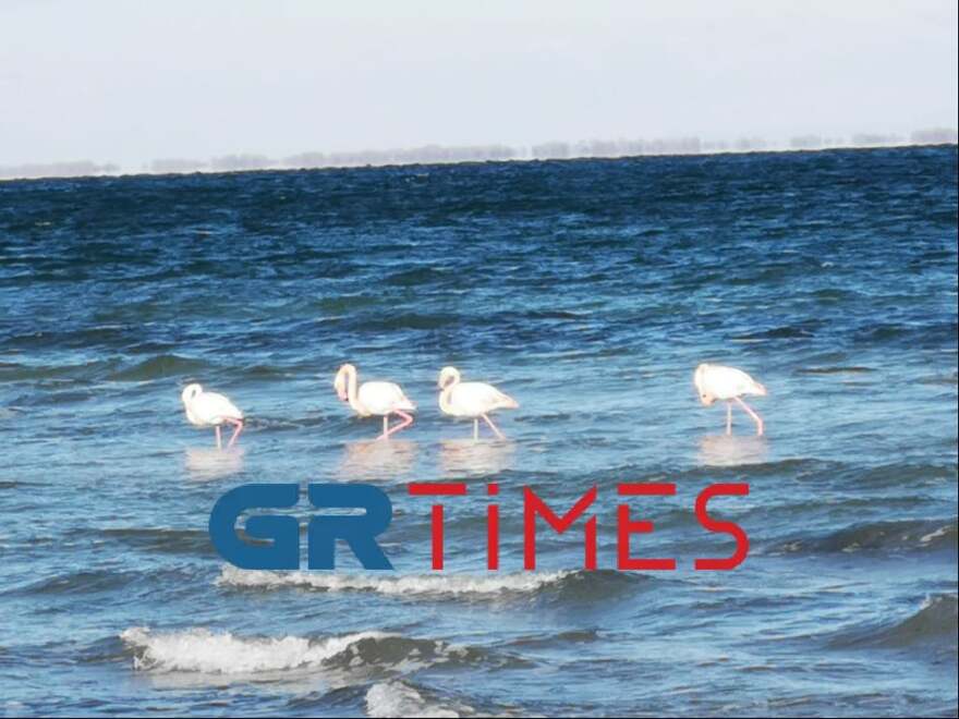 Πιερία: Φλαμίνγκο και πελεκάνοι «σουλατσάρουν» στην παραλία του Μακρύγιαλου (βίντεο και φωτογραφίες)