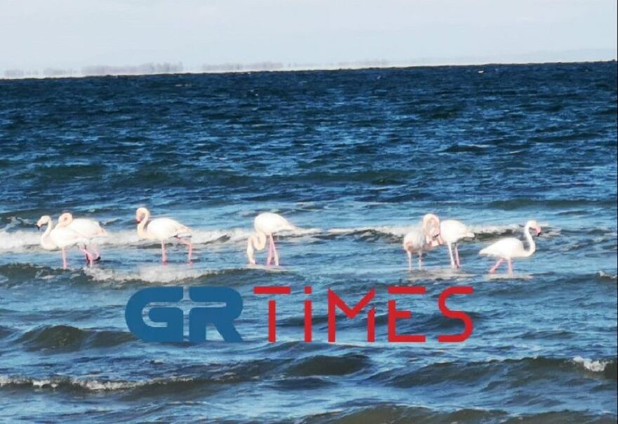 Πιερία: Φλαμίνγκο και πελεκάνοι «σουλατσάρουν» στην παραλία του Μακρύγιαλου (βίντεο και φωτογραφίες)