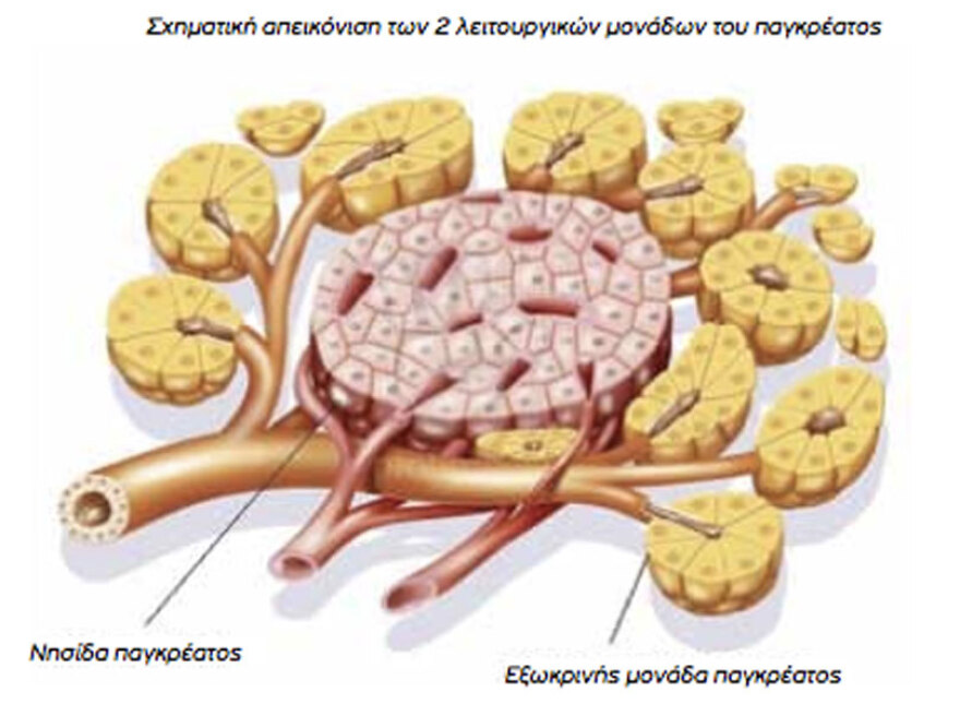 Παθήσεις παγκρέατος: Σύγχρονες θεραπείες και ρομποτική τεχνολογία