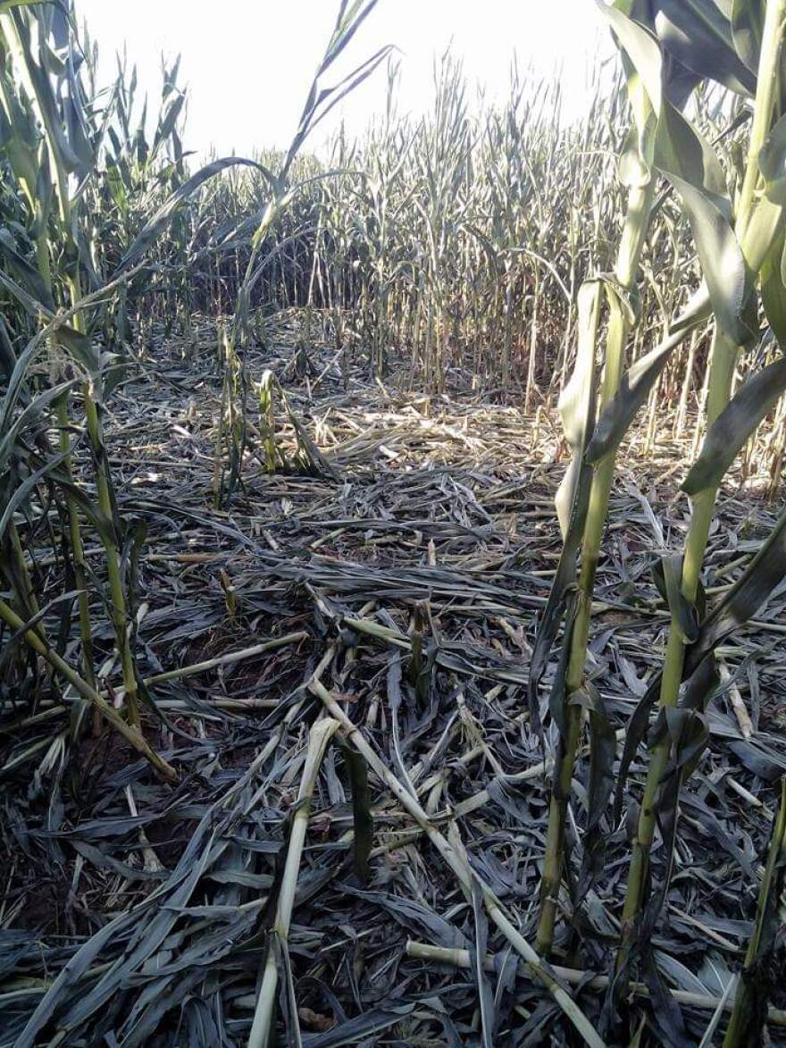 Σέρρες: «Επέλαση» αγριογούρουνων σε χωράφια της Κερκίνης