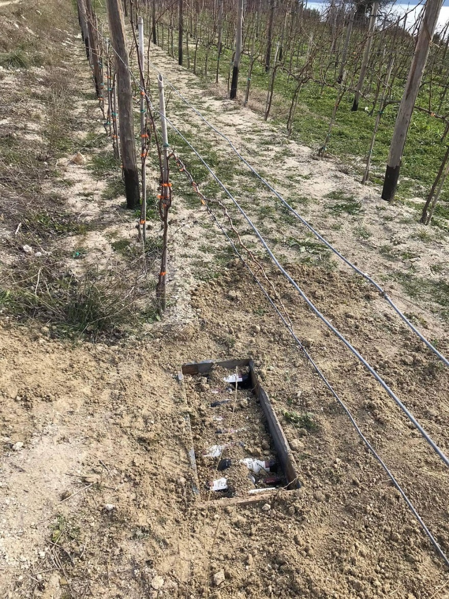 Χαλκιδική: Παλαίωση κρασιού στο έδαφος πραγματοποιεί οινοποιείο